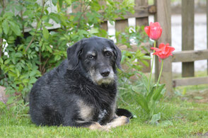 Benno † 21.07.25 - Wir werden dich nie vergessen ♥