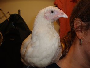 Das Huhn Frieda sitzt auf Jankas Schulter