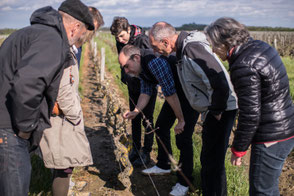 VinoLoire - Vincent Delaby - Excursions privilégiées dans les domaines vignobles du Val de Loire - Visites découverte autour de Chinon