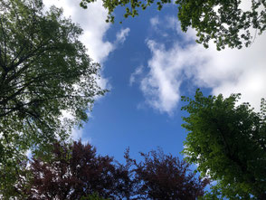 Blüten in Farben der Chakras