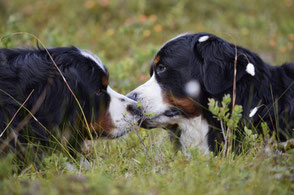 deux chiens bouvier bernois se trouchent nez à nez par coach canin 16 educateur canin en charente