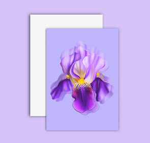 colorful iris flower illustration