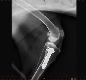 Röntgenbild von Hundeknie nach TPLO-Operation