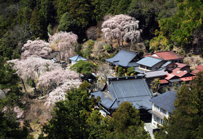 桜の寺（山梨、身延山） （A３ノビ）