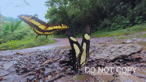 海野 和男　Butterflies Flight　PERU Slow Motion