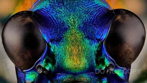 昆虫の微細構造と構造色　平井文彦