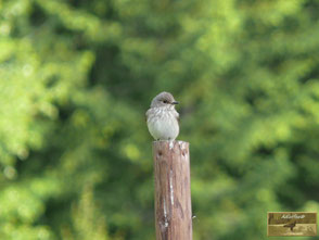 Grauschnäpper, Singvögel, MenschundNatur