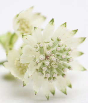 Sterndolde weiss Blumen für Blumen Kranz
