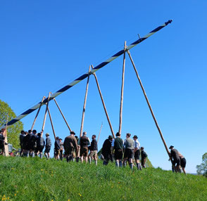 Maibaum im Grünen 