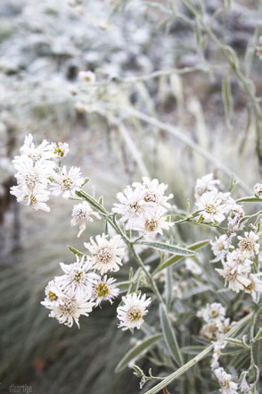 dieartige - Inspiration | Garten im Herbst, Aster mit Reif