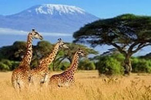 Last Minute Angebote nach Kenia