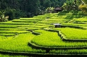 Last Minute Angebote nach Bali