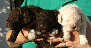 Catwalk D Wurf Lagotto Romagnolo Wasserhund Zucht Zuchter Kennel Welpen In Bayern Und Truffelseminare