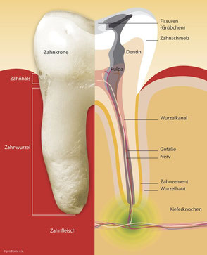 Schematischer Aufbau eines Zahnes mit Abbildung des Wurzelkanals.
