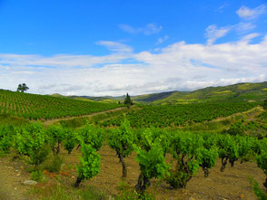 les vignes des corbières, le calme de paysages reposants