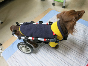 犬の車椅子　犬用車椅子　犬の車いす　犬用車いす　ドッグカート　歩行器　犬　車椅子　車いす　車イス