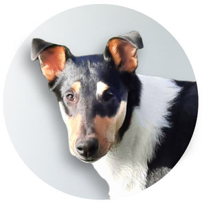 Praxishund Elton