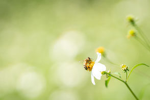 センダングサの花と蜜蜂