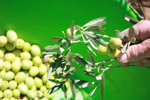 Producteur huile d'olive artisanale