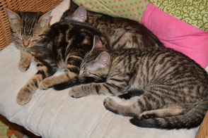 Tom, Teddy und Lilli
