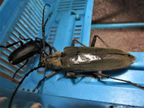 カミキリムシのなかま 昆虫の捕まえ方 育て方 図鑑