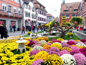Chrysanthema Lahr,Führungen,