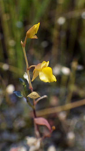 ミミカキグサ (耳掻草)　タヌキモ科