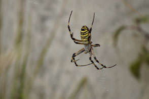 Argiope bruennichi