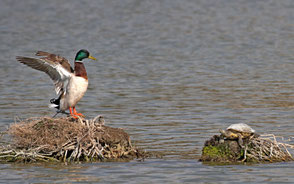 Canard colvert