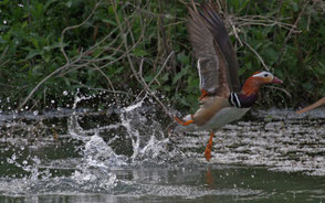 Canard mandarin