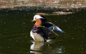 Canard mandarin