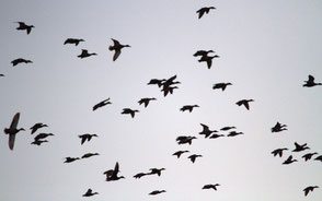 Canard colvert