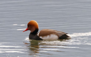 Nette rousse