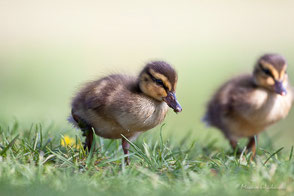 ENTEN  +  SCHWÄNE  +  RALLEN