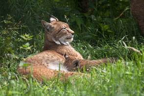 LUCHS