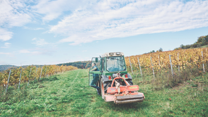 Weinbergsmauer • Schäfers Weingut • Hammelburg