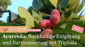 Blog; Triphala; Darmkur; Entgiftung; Darmsanierung; Darmaufbau; Darmgesundheit; Naturheilkunde; Ayurveda