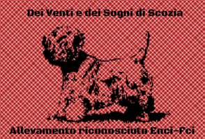 West Highland White Terrier Allevamento Dei Venti e Dei Sogni Di Scozia