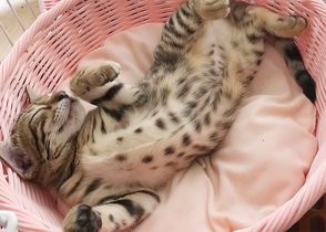 ベンガル猫ブリーダー 仔猫・親猫情報
