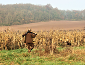 Battue dans culture spéciale chasse, chasseur dans maÏs de chasse, fusil sur l'épaule