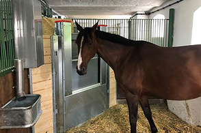 Active Horse stable systems - Active Horse Box Stable Preview Box Stable Feeding System