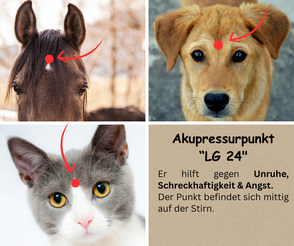 Akupressurpunkt "LG 24" gegen ängstliche Hunde