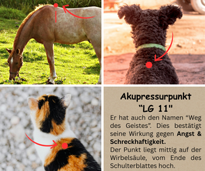 Akupressurpunkt "LG 11" gegen Angst und Unruhe