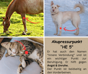 Akupressurpunkt "HE 5" bei Hund, Katze und Pferd