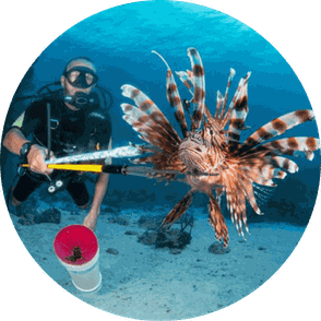 lionfish hunt spearfish