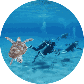 Divers Turtle Curacao