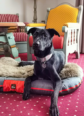 Urlaub mit Hund Bayern Hundefreundliche Hotels Urlaub mit Hund Bergurlaub mit Hund