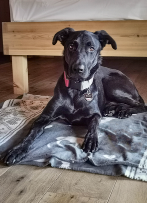 Urlaub mit Hund Bayern