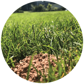 Bodenhilfsstoffe auf Rasen
