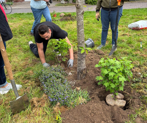 die Baumscheibe wird von einer Person bepflanzt Bürgerinitiative köstliches Wassenberg